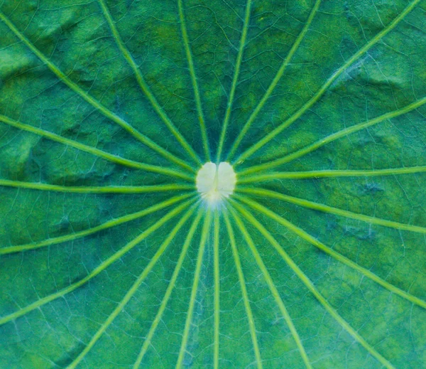 Lotus leaf texture — Stock Photo, Image