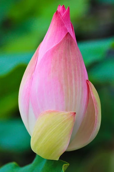 Pink Lotus — Stock Photo, Image