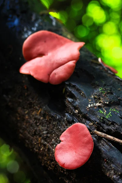 Cogumelos florestais — Fotografia de Stock