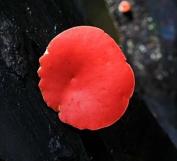 Skog svamp — Stockfoto