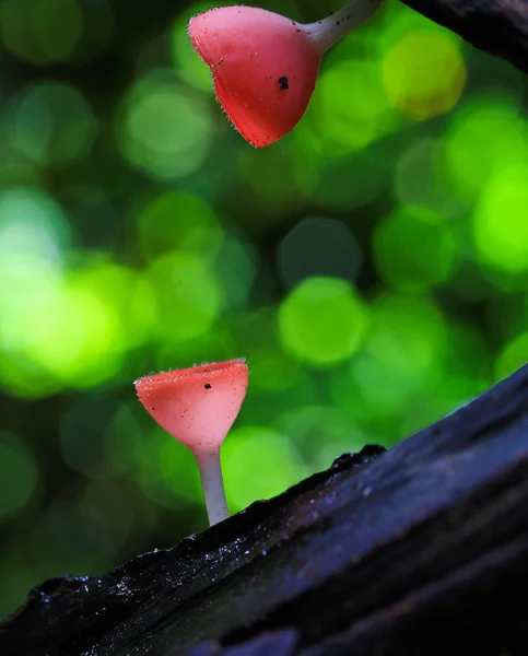 Mushroom Champagne — Stock Photo, Image