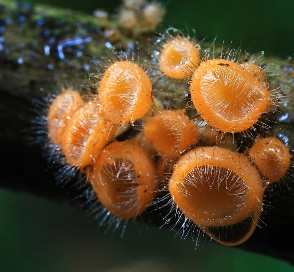 Mushroom Champagne — Stock Photo, Image