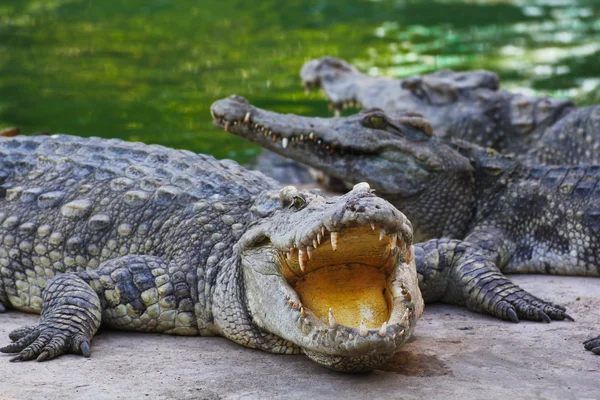 Crocodile — Stock Photo, Image