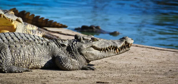 Krokodil — Stockfoto