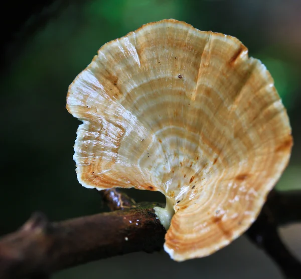 Forest mushrooms — Stock Photo, Image