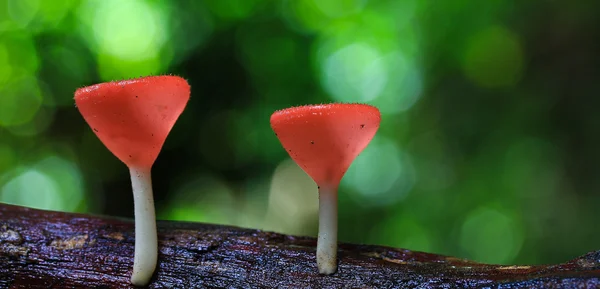 Mushroom Champagne — Stock Photo, Image