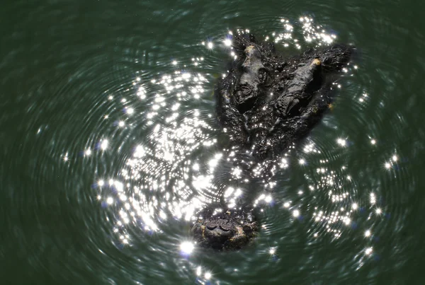 Crocodile — Stock Photo, Image