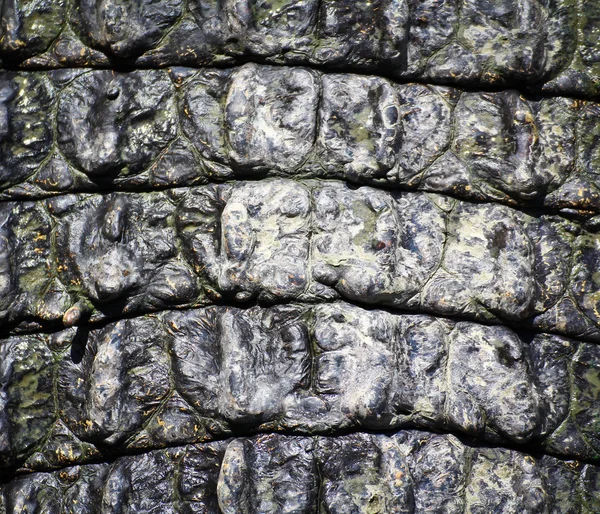Piel de cocodrilo —  Fotos de Stock