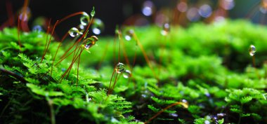 yaprakları moss