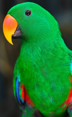 Yeşil renklerde bir sürü papağan