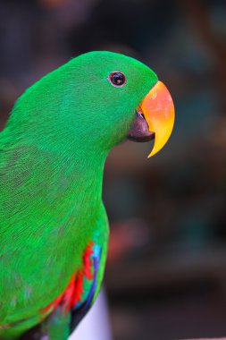 Yeşil renklerde bir sürü papağan