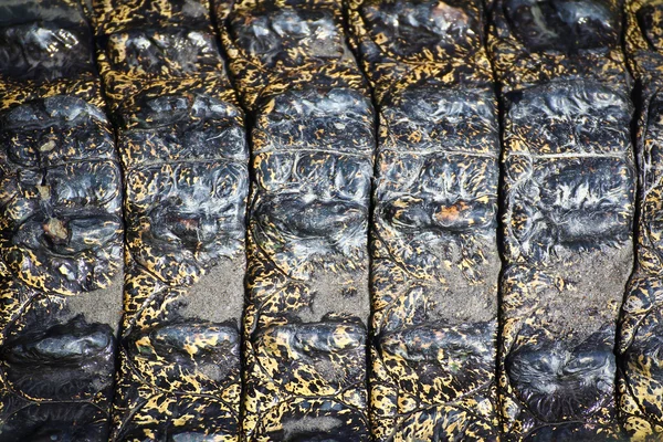 Crocodile skin — Stock Photo, Image