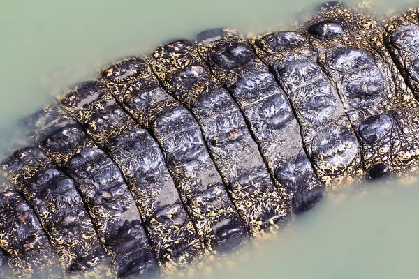 Peau de crocodile — Photo
