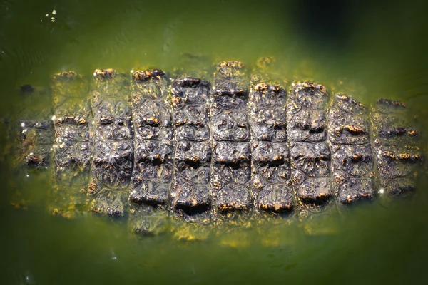 Crocodile — Stock Photo, Image