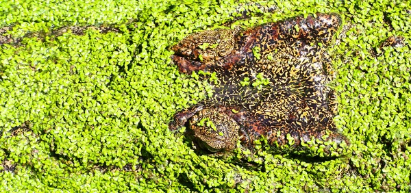 Crocodilo — Fotografia de Stock