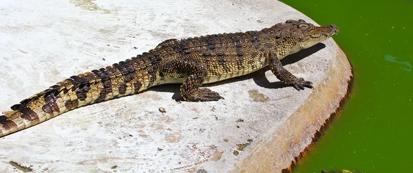 Crocodile — Stock Photo, Image