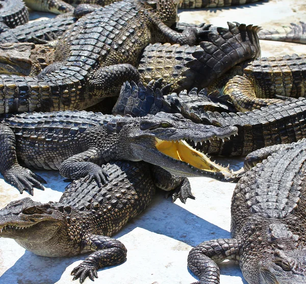 Crocodilo — Fotografia de Stock