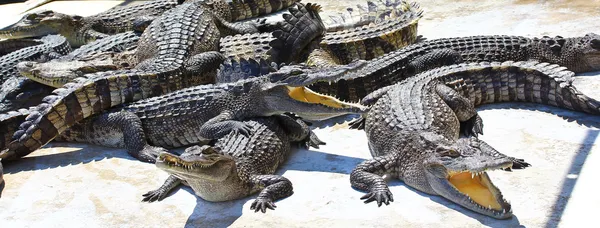 Crocodile — Stock Photo, Image