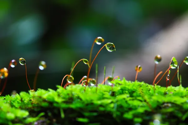 Bladeren moss — Stockfoto