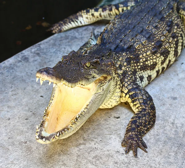 Crocodile — Stock Photo, Image