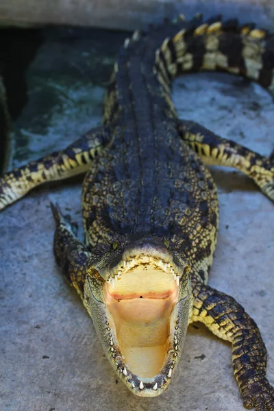 Crocodile — Stock Photo, Image