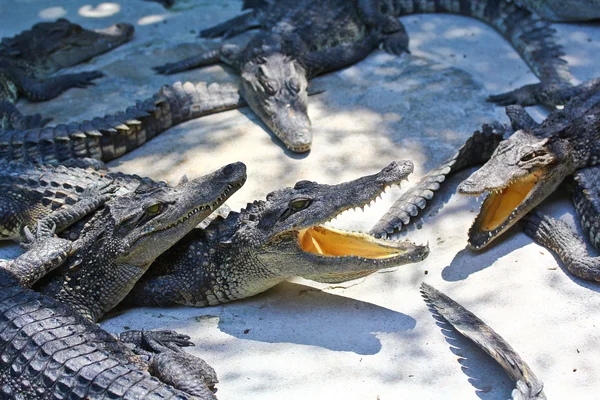 Crocodilo — Fotografia de Stock