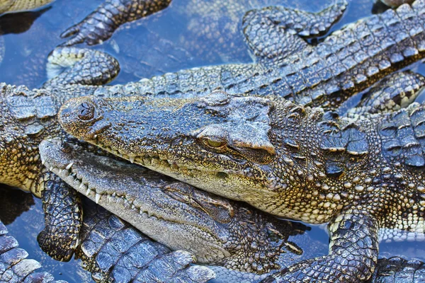 Crocodil — Fotografie, imagine de stoc