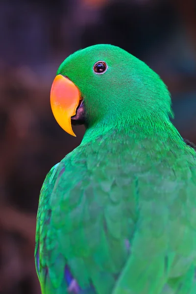 Papagáj egy csomó zöld színben — Stock Fotó