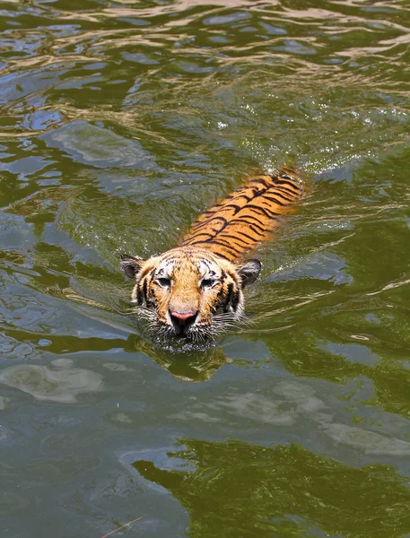 Tigre — Fotografia de Stock