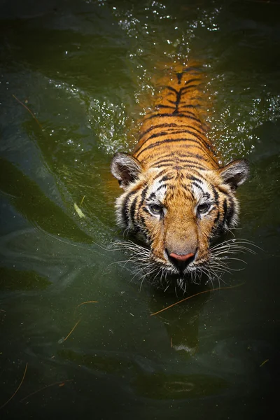 Tigre — Foto Stock