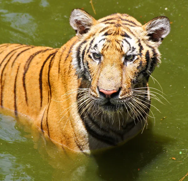 Tiger — Stock Photo, Image