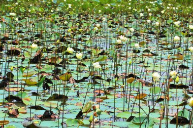 Beyaz lotus