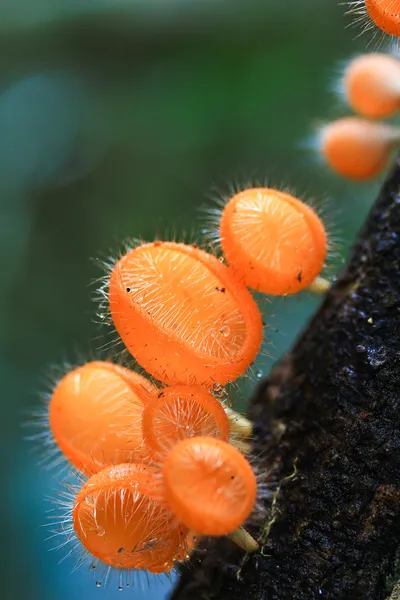 Champanhe de cogumelos — Fotografia de Stock