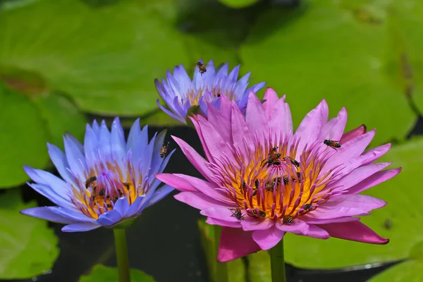 Prachtige lotus — Stockfoto