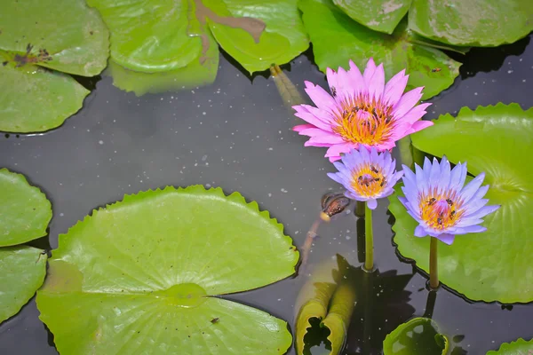 Prachtige lotus — Stockfoto