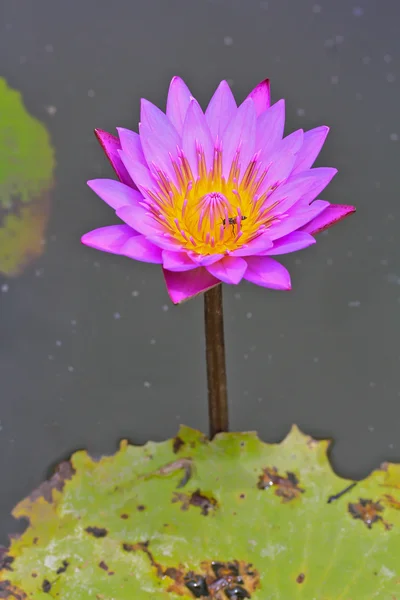 Lótus bonito — Fotografia de Stock