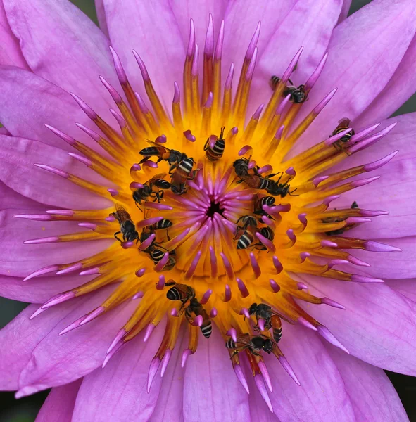 Beautiful lotus — Stock Photo, Image