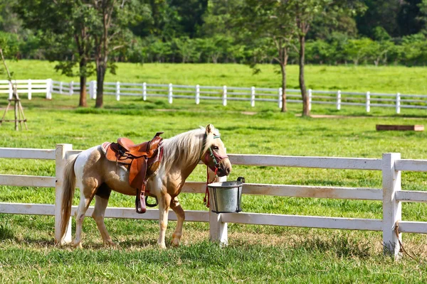 Horse — Stock Photo, Image