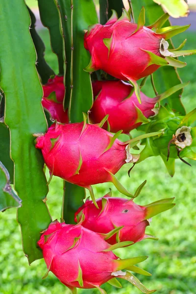 Drakfrukt — Stockfoto