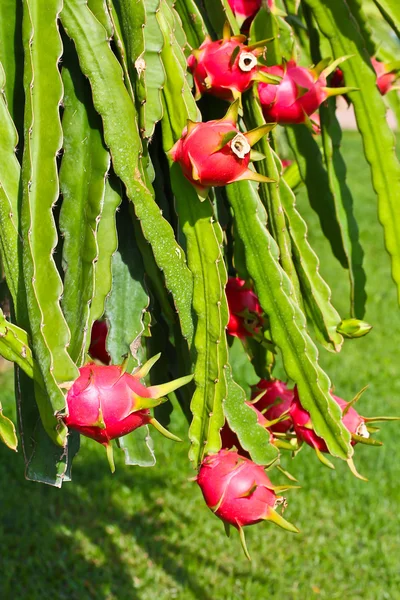 Fruta de dragón —  Fotos de Stock