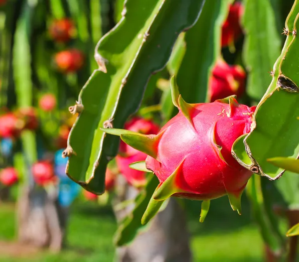 Dragon fruit — Stock Photo, Image