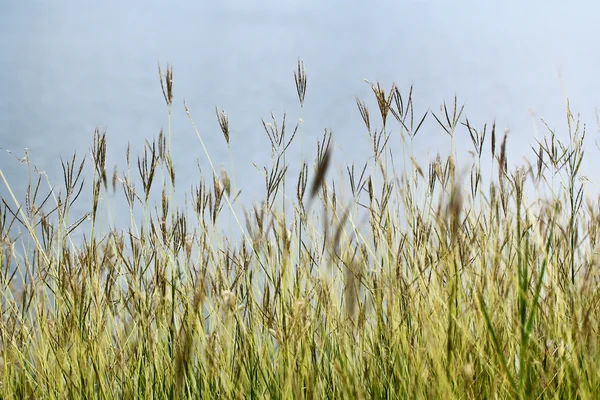 Gräs — Stockfoto