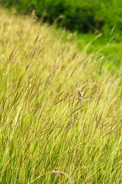 Çimenler — Stok fotoğraf