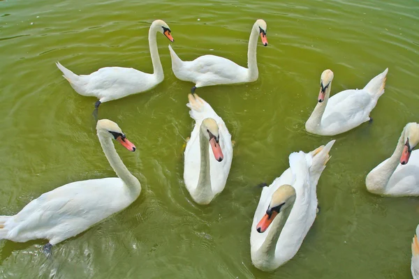 Cisnes — Fotografia de Stock