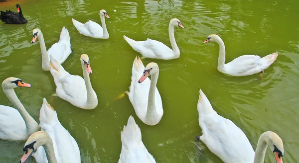 Cisnes — Fotografia de Stock