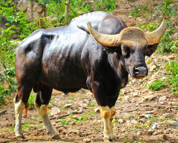 ガウル seladaing bos gaurus — ストック写真