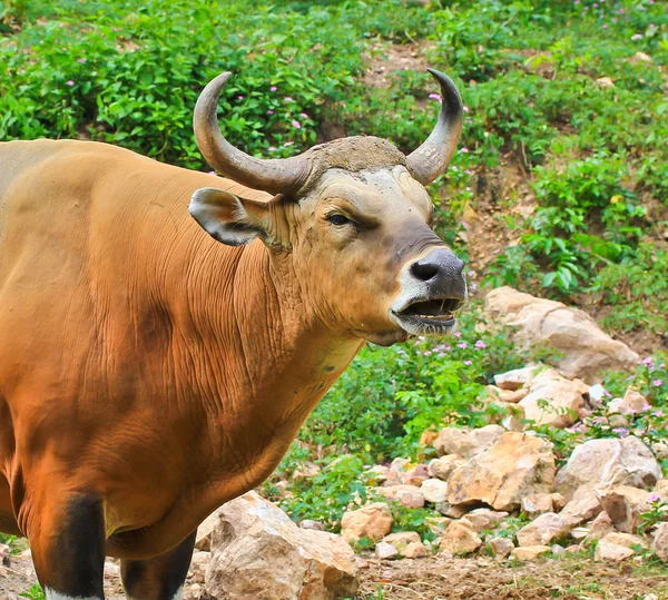 Bos javanicus — Foto Stock