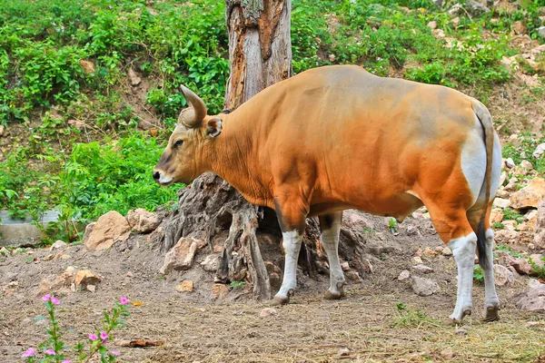 Banteng — Stockfoto