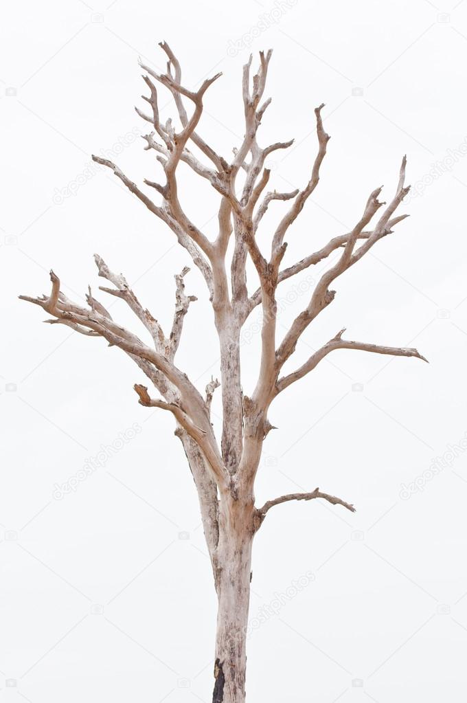 Dead tree