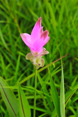 kır çiçekleri siam laleler